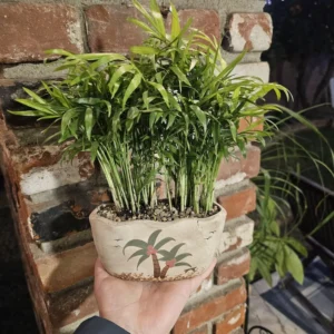 Parlor Palm Plant - Indoor Palm Tree in Pot with Drainage Hole - 4in