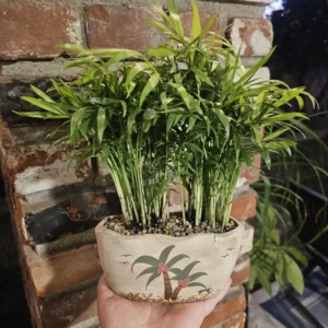 Parlor Palm Plant - Indoor Palm Tree in Pot with Drainage Hole - 4in