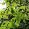 Paw Paw Tree Indian Banana Plant - 6-12 Inch Tall Qt Pot Fruit Tree