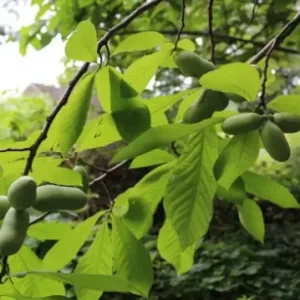Paw Paw Tree Indian Banana Plant - 6-12 Inch Tall Qt Pot Fruit Tree