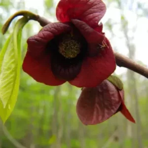 Paw Paw Tree Indian Banana Plant - 6-12 Inch Tall Qt Pot Fruit Tree