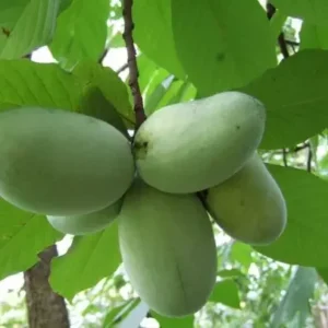 Paw Paw Tree Indian Banana Plant - 6-12 Inch Tall Qt Pot Fruit Tree