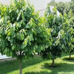 Paw Paw Tree Indian Banana Plant - 6-12 Inch Tall Qt Pot Fruit Tree