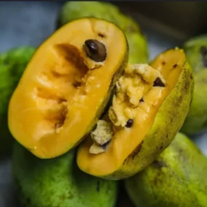 Pawpaw Tree Live Plant - Set of 2 Indian Banana Plants - 6-12" Tall - 4 Inch Pot