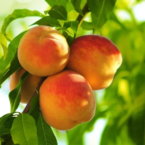Peach Early Elberta Fruit Tree - Freestone Variety - 5 Gallon Pot - Summer Harvest