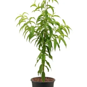 Peach Early Elberta Fruit Tree - Freestone Variety - 5 Gallon Pot - Summer Harvest