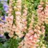 Peach Penstemon Foxglove Beardtongue Live Plant - Healthy Starter Plant