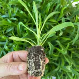 Peach Penstemon Foxglove Beardtongue Live Plant - Healthy Starter Plant