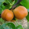 Pear 20th Century Fruit Tree - Asian Pear - Edible - Fast Growing