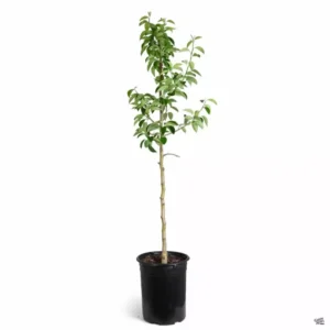 Pear 20th Century Fruit Tree - Asian Pear - Edible - Fast Growing