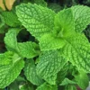 Peppermint Herb Plant 5" Height 3 Inch Pot - Culinary & Garden Use