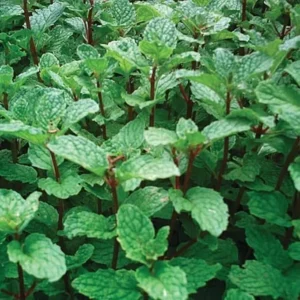 Peppermint Plant Live - Fresh Garden Mint Herb - 4'' Pot