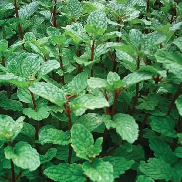 Peppermint Plant Live - Fresh Garden Mint Herb - 4'' Pot