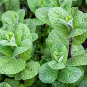 Peppermint Plant Live - Fresh Garden Mint Herb - 4'' Pot