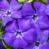 Periwinkle Plants: 150 Vinca Minor Bare Root Ground Cover Plants