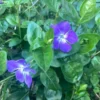 Periwinkle Plants - 200 Vinca Minor Bare Root Ground Cover - Blue & Green
