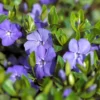 Periwinkle Plants: 50 Vinca Minor Bare Root Ground Cover - Blue & Green