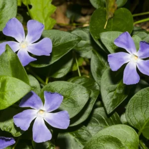 Periwinkle Plants: 50 Vinca Minor Bare Root Ground Cover - Blue & Green