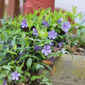 Periwinkle Plants: 50 Vinca Minor Bare Root Ground Cover - Blue & Green