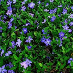 Periwinkle Plants: 50 Vinca Minor Bare Root Ground Cover - Blue & Green