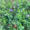 Periwinkle Plants 75 Pack Ground Cover Vinca Minor Bare Root