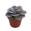 Perle von Nurnberg Echeveria Succulent - 2.5 inch Pot - Desert Rose