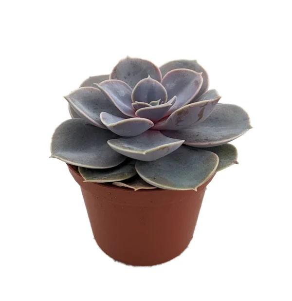 Perle von Nurnberg Echeveria Succulent - 2.5 inch Pot - Desert Rose