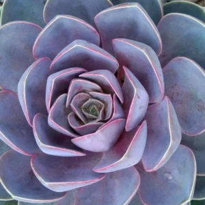 Perle von Nurnberg Echeveria Succulent - 2.5 inch Pot - Desert Rose