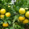 Persian Sweet Lemon Citrus Limetta Plant - Live Starter Plug 1-2 inch