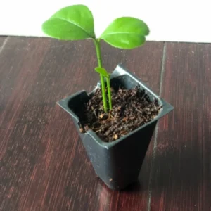 Persian Sweet Lemon Citrus Limetta Plant - Live Starter Plug 1-2 inch