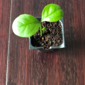 Persian Sweet Lemon Citrus Limetta Plant - Live Starter Plug 1-2 inch