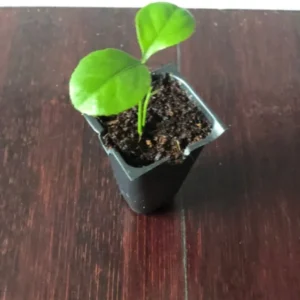 Persian Sweet Lemon Citrus Limetta Plant - Live Starter Plug 1-2 inch