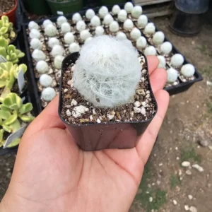 Peruvian Old Lady Cactus Plant - Espostoa Melanostele - Unique Desert Plant