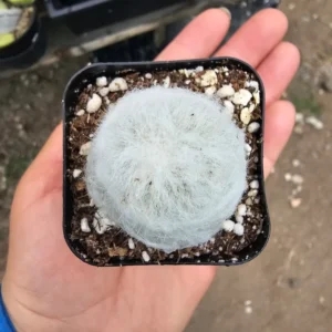 Peruvian Old Lady Cactus Plant - Espostoa Melanostele - Unique Desert Plant