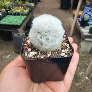 Peruvian Old Lady Cactus Plant - Espostoa Melanostele - Unique Desert Plant