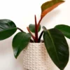 Philodendron Black Cardinal Houseplant - Rooted 3 Inch Pot - Dark Red Foliage