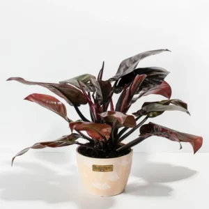 Philodendron Black Cardinal Houseplant - Rooted 3 Inch Pot - Dark Red Foliage