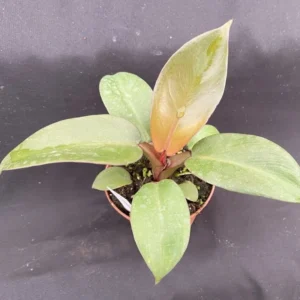 Philodendron Black Cardinal Houseplant - Rooted 3 Inch Pot - Dark Red Foliage