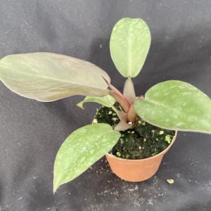 Philodendron Black Cardinal Houseplant - Rooted 3 Inch Pot - Dark Red Foliage