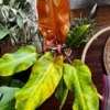 Philodendron Orange Marmalade Plant - Rooted 3 inch Pot - Free Priority Shipping