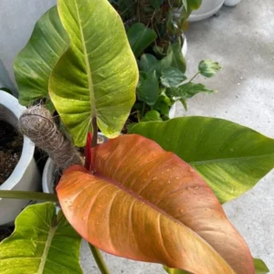 Philodendron Orange Marmalade Plant - Rooted 3 inch Pot - Free Priority Shipping