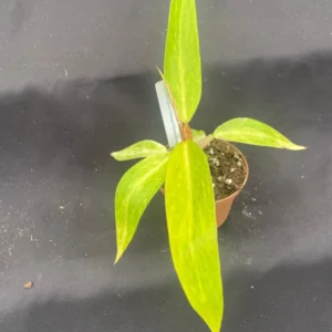 Philodendron Orange Marmalade Plant - Rooted 3 inch Pot - Free Priority Shipping