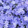 Phlox Divaricata Blue Moon Live Plant - Woodland Phlox Perennial Fragrant Flower