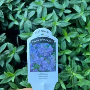 Phlox Divaricata Blue Moon Live Plant - Woodland Phlox Perennial Fragrant Flower