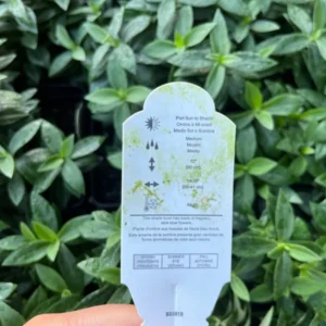 Phlox Divaricata Blue Moon Live Plant - Woodland Phlox Perennial Fragrant Flower