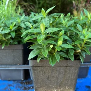 Phlox Divaricata Blue Moon Live Plant - Woodland Phlox Perennial Fragrant Flower