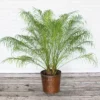 Phoenix Roebelenii Pygmy Date Palm Live Plant 3 to 4 ft Height in 3 Gallon Pot Versatile