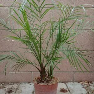 Phoenix Roebelenii Pygmy Date Palm Live Plant 3 to 4 ft Height in 3 Gallon Pot Versatile