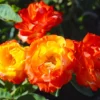 Piñata Climbing Rose Live Starter Plant - Orange Yellow Pink Flowers
