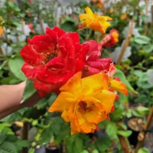 Piñata Climbing Rose Live Starter Plant - Orange Yellow Pink Flowers